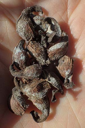 Acer pseudoplatanus \ Berg-Ahorn / Sycamore Maple, D Mannheim 22.4.2021