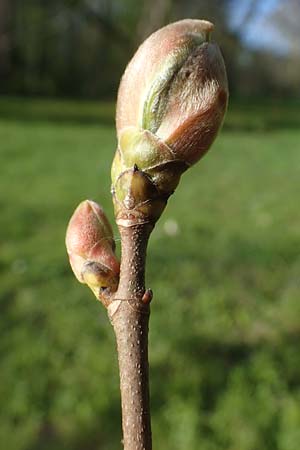Acer pseudoplatanus \ Berg-Ahorn / Sycamore Maple, D Mannheim 22.4.2021