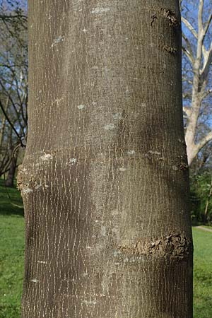 Acer pseudoplatanus \ Berg-Ahorn / Sycamore Maple, D Mannheim 22.4.2021