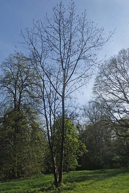 Acer pseudoplatanus \ Berg-Ahorn / Sycamore Maple, D Mannheim 22.4.2021