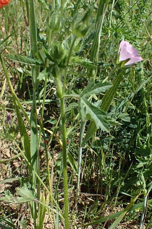 Althaea hirsuta \ Borsten-Eibisch / Rough Marsh Mallow, D Hardheim 28.5.2022