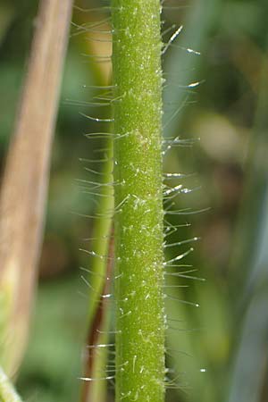 Althaea hirsuta \ Borsten-Eibisch / Rough Marsh Mallow, D Hardheim 28.5.2022