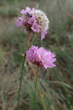 Armeria maritima subsp. hornburgensis \ Hornburger Grasnelke / Hornburg Thrift, D Sachsen-Anhalt, Hornburg 7.6.2022