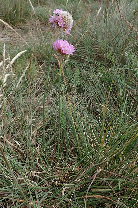 Armeria maritima subsp. hornburgensis \ Hornburger Grasnelke / Hornburg Thrift, D Sachsen-Anhalt, Hornburg 7.6.2022
