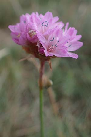 Armeria maritima subsp. hornburgensis \ Hornburger Grasnelke / Hornburg Thrift, D Sachsen-Anhalt, Hornburg 7.6.2022