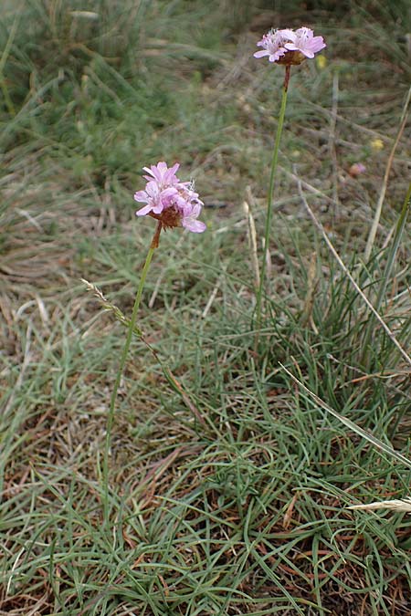 Armeria maritima subsp. hornburgensis \ Hornburger Grasnelke / Hornburg Thrift, D Sachsen-Anhalt, Hornburg 7.6.2022
