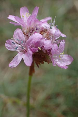 Armeria maritima subsp. hornburgensis \ Hornburger Grasnelke / Hornburg Thrift, D Sachsen-Anhalt, Hornburg 7.6.2022