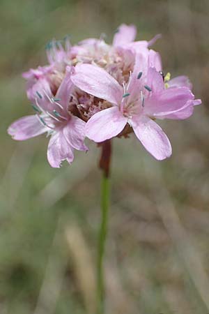 Armeria maritima subsp. hornburgensis \ Hornburger Grasnelke / Hornburg Thrift, D Sachsen-Anhalt, Hornburg 7.6.2022
