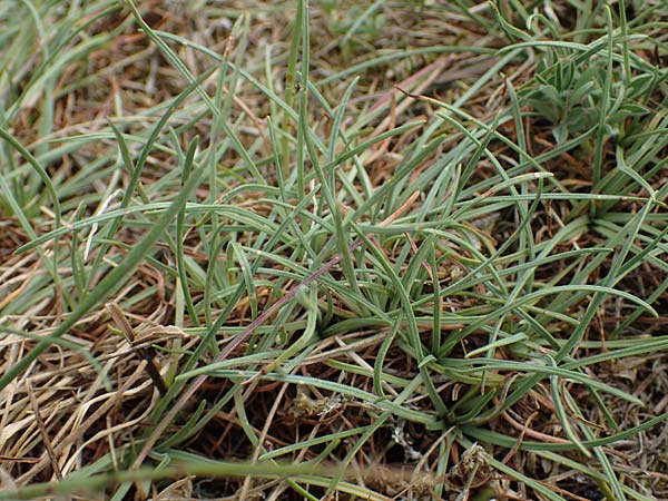 Armeria maritima subsp. hornburgensis \ Hornburger Grasnelke / Hornburg Thrift, D Sachsen-Anhalt, Hornburg 7.6.2022