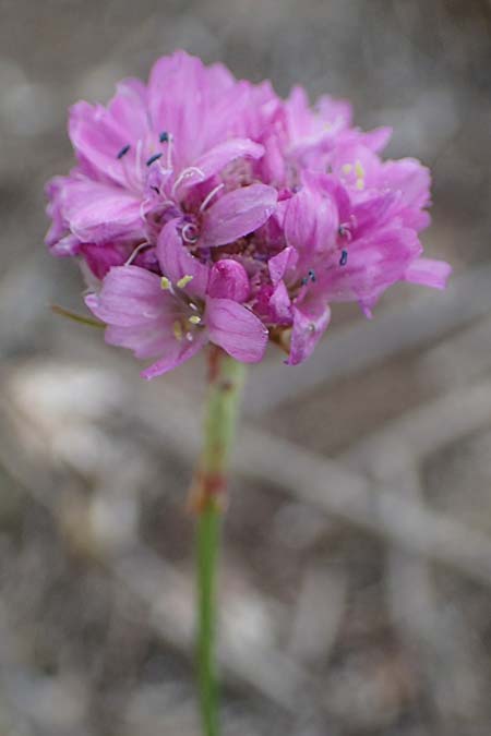 Armeria maritima subsp. hornburgensis \ Hornburger Grasnelke / Hornburg Thrift, D Sachsen-Anhalt, Hornburg 7.6.2022
