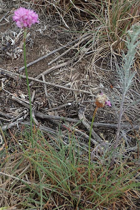 Armeria maritima subsp. hornburgensis \ Hornburger Grasnelke / Hornburg Thrift, D Sachsen-Anhalt, Hornburg 7.6.2022