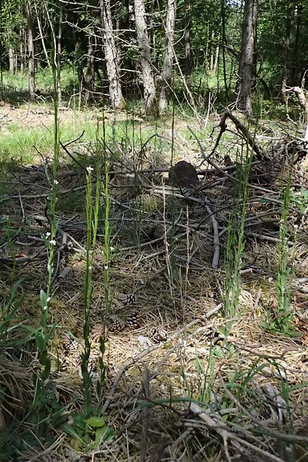 Arabis hirsuta \ Rauhaarige G�nsekresse / Hairy Rock-Cress, D Eiersheim 31.5.2025