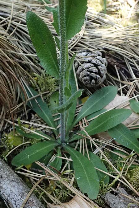 Arabis hirsuta \ Rauhaarige G�nsekresse / Hairy Rock-Cress, D Eiersheim 31.5.2025