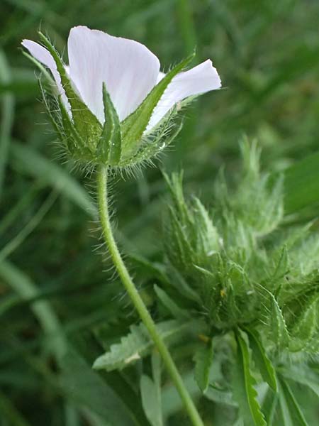 Althaea hirsuta \ Borsten-Eibisch / Rough Marsh Mallow, D Eiersheim 31.5.2025