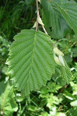 Alnus incana \ Grau-Erle / Grey Alder, Speckled Alder, D Schwarzwald/Black-Forest, Feldberg 29.6.2008