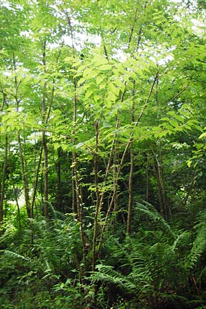 Aralia elata, Japanischer Angelikabaum, Teufels-Kr&uuml;ckstock