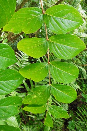 Aralia elata \ Japanischer Angelikabaum, Teufels-Kr&uuml;ckstock / Japanese Angelica Tree, D Odenwald, Unterflockenbach 27.6.2015