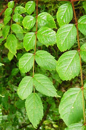 Aralia elata \ Japanischer Angelikabaum, Teufels-Kr&uuml;ckstock / Japanese Angelica Tree, D Odenwald, Unterflockenbach 27.6.2015