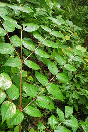 Aralia elata \ Japanischer Angelikabaum, Teufels-Kr&uuml;ckstock / Japanese Angelica Tree, D Odenwald, Unterflockenbach 27.6.2015