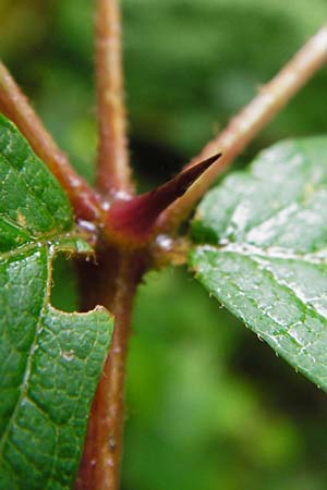 Aralia elata \ Japanischer Angelikabaum, Teufels-Kr&uuml;ckstock / Japanese Angelica Tree, D Odenwald, Unterflockenbach 27.6.2015