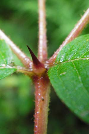 Aralia elata \ Japanischer Angelikabaum, Teufels-Kr&uuml;ckstock / Japanese Angelica Tree, D Odenwald, Unterflockenbach 27.6.2015
