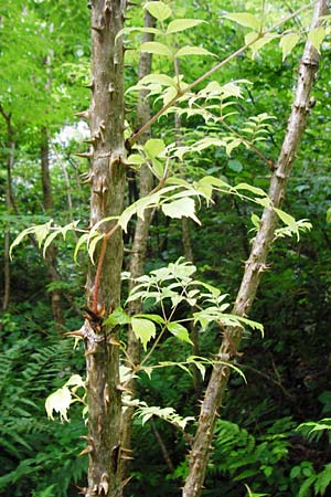 Aralia elata \ Japanischer Angelikabaum, Teufels-Kr&uuml;ckstock / Japanese Angelica Tree, D Odenwald, Unterflockenbach 27.6.2015