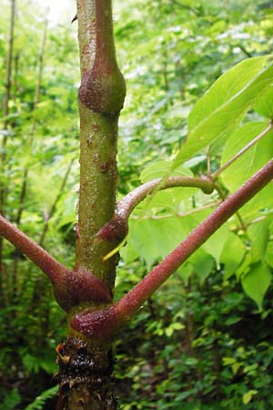 Aralia elata \ Japanischer Angelikabaum, Teufels-Kr&uuml;ckstock / Japanese Angelica Tree, D Odenwald, Unterflockenbach 27.6.2015