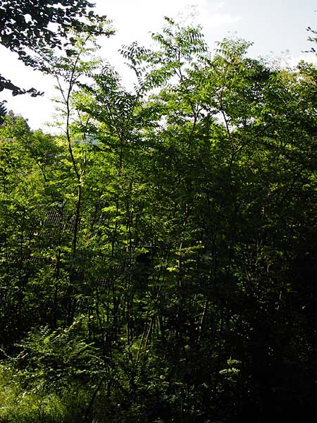 Aralia elata \ Japanischer Angelikabaum, Teufels-Kr&uuml;ckstock / Japanese Angelica Tree, D Odenwald, Unterflockenbach 27.6.2015
