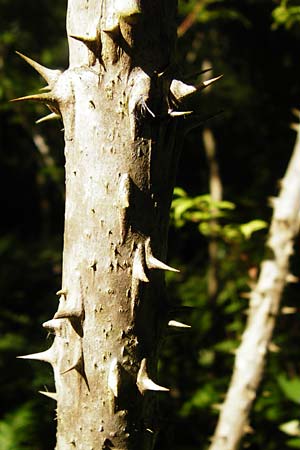 Aralia elata \ Japanischer Angelikabaum, Teufels-Kr&uuml;ckstock / Japanese Angelica Tree, D Odenwald, Unterflockenbach 27.6.2015