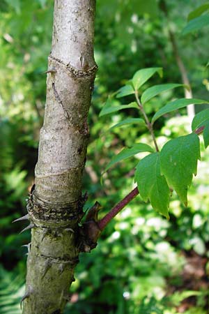 Aralia elata \ Japanischer Angelikabaum, Teufels-Kr&uuml;ckstock / Japanese Angelica Tree, D Odenwald, Unterflockenbach 27.6.2015