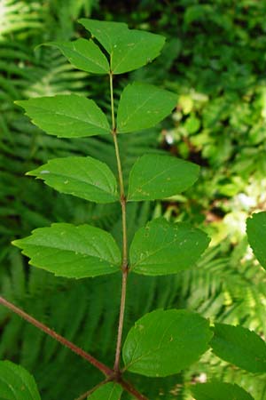 Aralia elata \ Japanischer Angelikabaum, Teufels-Kr&uuml;ckstock / Japanese Angelica Tree, D Odenwald, Unterflockenbach 27.6.2015
