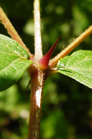 Aralia elata \ Japanischer Angelikabaum, Teufels-Kr&uuml;ckstock / Japanese Angelica Tree, D Odenwald, Unterflockenbach 27.6.2015