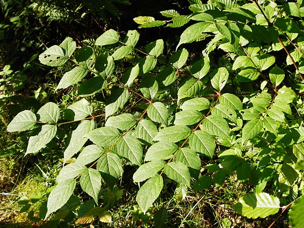 Aralia elata \ Japanischer Angelikabaum, Teufels-Kr&uuml;ckstock / Japanese Angelica Tree, D Odenwald, Unterflockenbach 27.6.2015