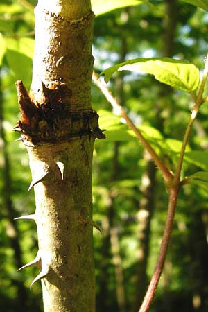 Aralia elata \ Japanischer Angelikabaum, Teufels-Kr&uuml;ckstock / Japanese Angelica Tree, D Odenwald, Unterflockenbach 27.6.2015