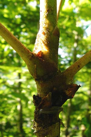 Aralia elata \ Japanischer Angelikabaum, Teufels-Kr&uuml;ckstock / Japanese Angelica Tree, D Odenwald, Unterflockenbach 27.6.2015