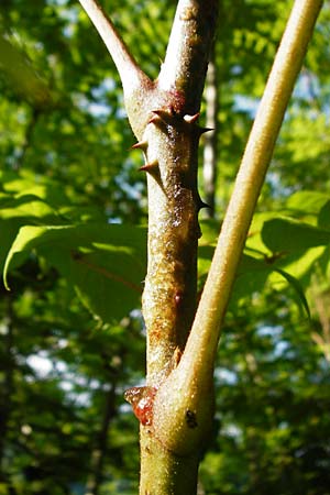 Aralia elata \ Japanischer Angelikabaum, Teufels-Kr&uuml;ckstock / Japanese Angelica Tree, D Odenwald, Unterflockenbach 27.6.2015