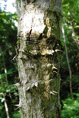 Aralia elata \ Japanischer Angelikabaum, Teufels-Kr&uuml;ckstock / Japanese Angelica Tree, D Odenwald, Unterflockenbach 27.6.2015