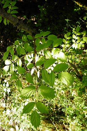 Aralia elata \ Japanischer Angelikabaum, Teufels-Kr&uuml;ckstock / Japanese Angelica Tree, D Odenwald, Unterflockenbach 27.6.2015