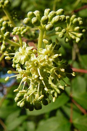 Aralia elata \ Japanischer Angelikabaum, Teufels-Kr&uuml;ckstock / Japanese Angelica Tree, D Odenwald, Unterflockenbach 27.6.2015