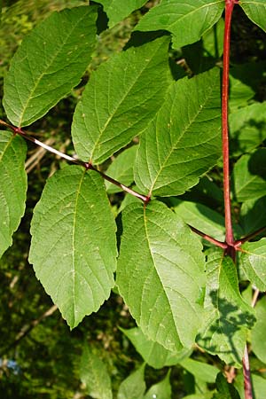 Aralia elata \ Japanischer Angelikabaum, Teufels-Kr&uuml;ckstock / Japanese Angelica Tree, D Odenwald, Unterflockenbach 27.6.2015