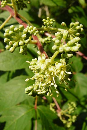 Aralia elata \ Japanischer Angelikabaum, Teufels-Kr&uuml;ckstock / Japanese Angelica Tree, D Odenwald, Unterflockenbach 27.6.2015
