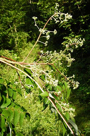 Aralia elata \ Japanischer Angelikabaum, Teufels-Kr&uuml;ckstock / Japanese Angelica Tree, D Odenwald, Unterflockenbach 27.6.2015
