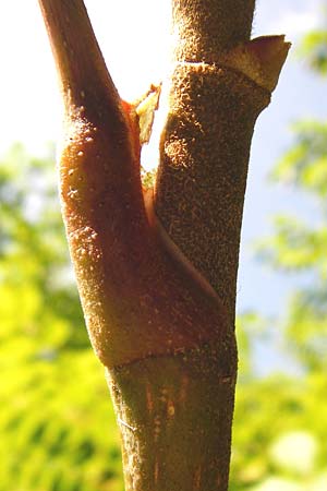 Aralia elata \ Japanischer Angelikabaum, Teufels-Kr&uuml;ckstock / Japanese Angelica Tree, D Odenwald, Unterflockenbach 27.6.2015