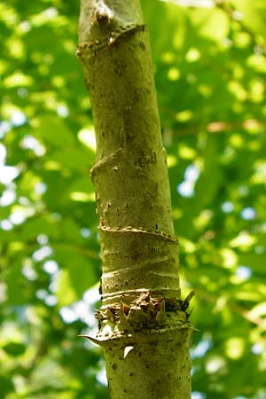 Aralia elata \ Japanischer Angelikabaum, Teufels-Kr&uuml;ckstock / Japanese Angelica Tree, D Odenwald, Unterflockenbach 27.6.2015