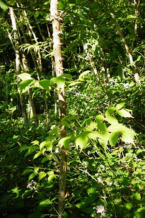 Aralia elata \ Japanischer Angelikabaum, Teufels-Kr&uuml;ckstock / Japanese Angelica Tree, D Odenwald, Unterflockenbach 27.6.2015