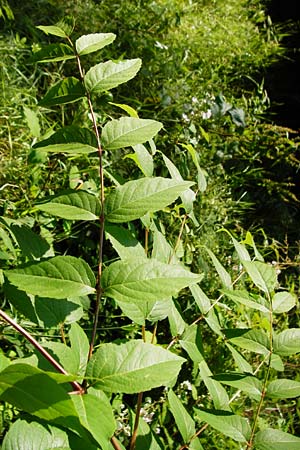 Aralia elata \ Japanischer Angelikabaum, Teufels-Kr&uuml;ckstock / Japanese Angelica Tree, D Odenwald, Unterflockenbach 27.6.2015