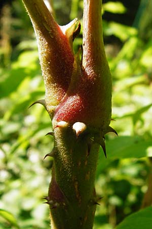 Aralia elata \ Japanischer Angelikabaum, Teufels-Kr&uuml;ckstock / Japanese Angelica Tree, D Odenwald, Unterflockenbach 27.6.2015