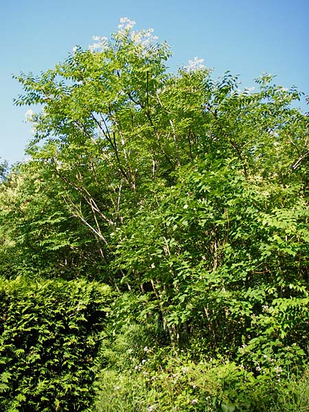Aralia elata \ Japanischer Angelikabaum, Teufels-Kr&uuml;ckstock / Japanese Angelica Tree, D Odenwald, Unterflockenbach 27.6.2015
