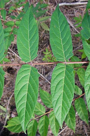 Ailanthus altissima \ Chinesischer G�tterbaum / Tree of Heaven, D Mannheim 29.6.2015