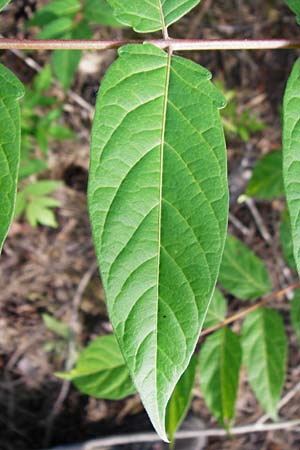 Ailanthus altissima \ Chinesischer G�tterbaum / Tree of Heaven, D Mannheim 29.6.2015